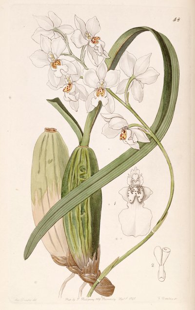 Cuitlauzina pulchella by Miss Drake